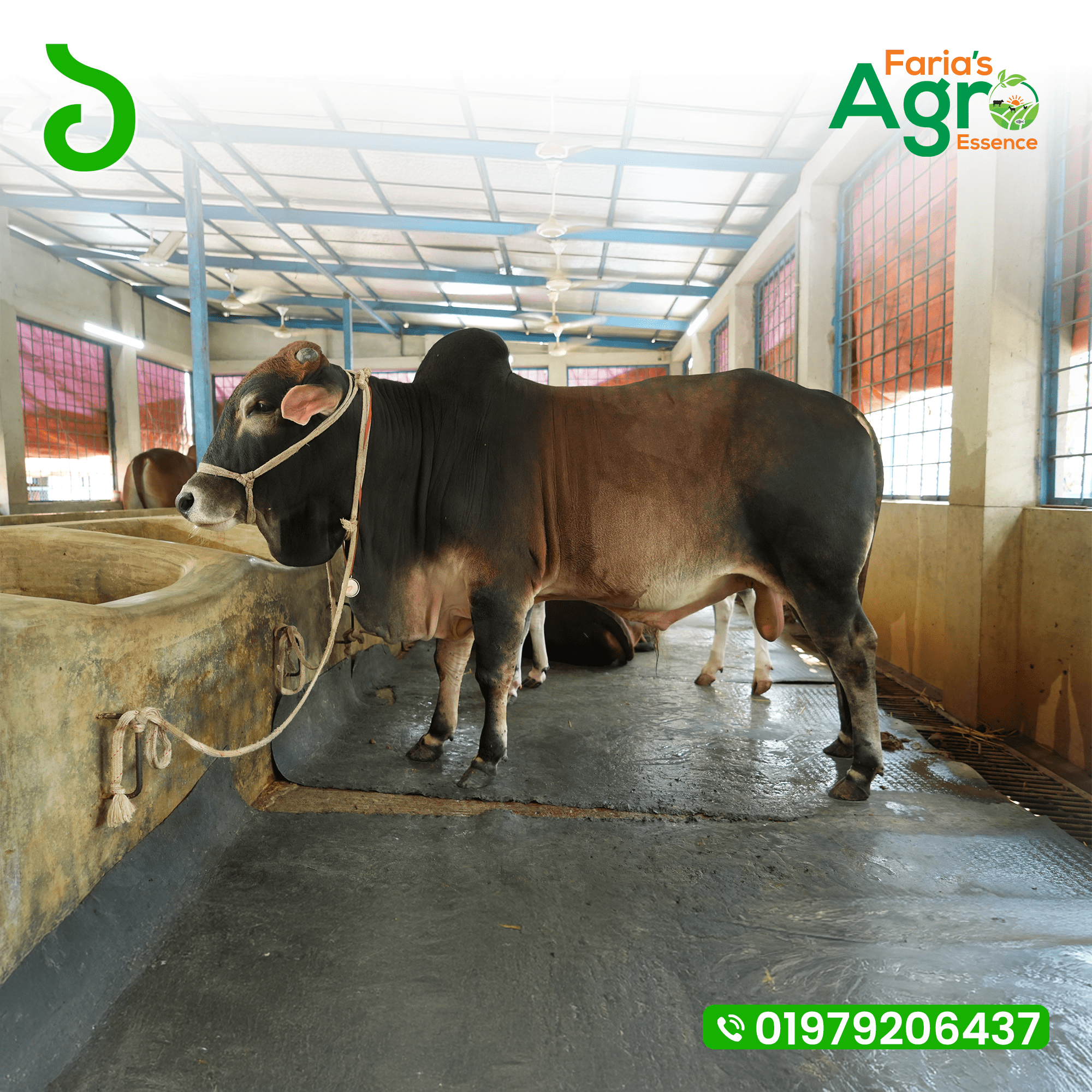 Cow-1