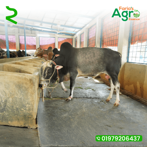 Cow-2
