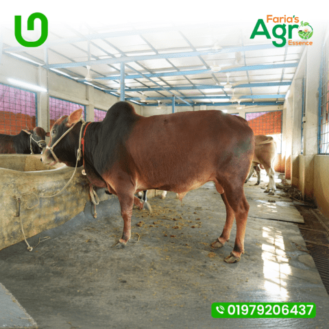 Cow-3