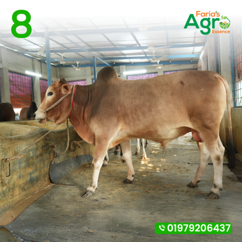 Cow-4