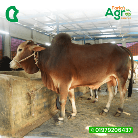 Cow-৫