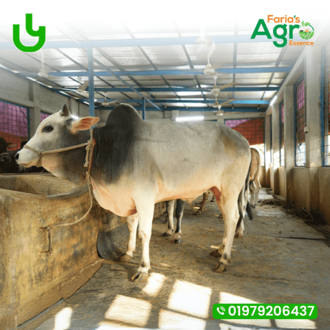 Cow-৬
