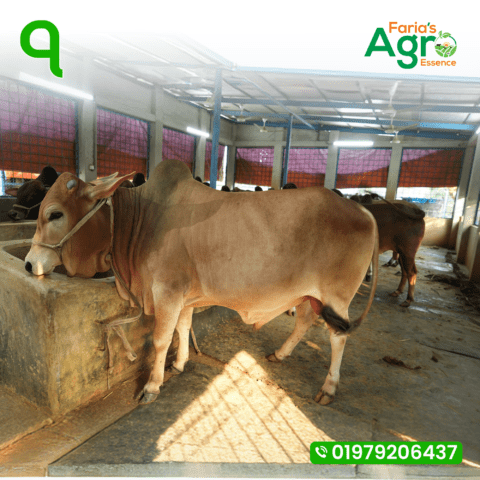 Cow-৭