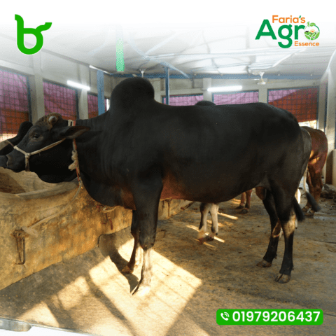 Cow-৮