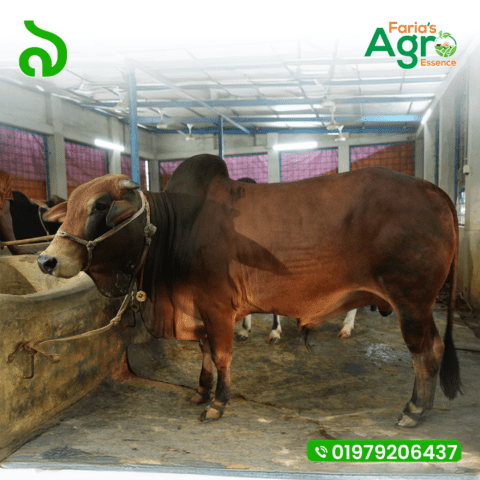 Cow-৯