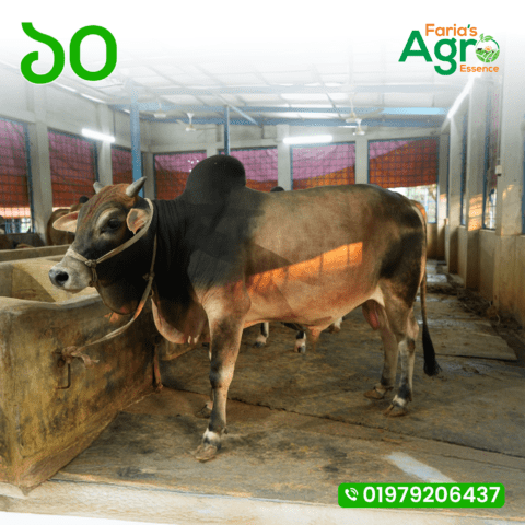 Cow-১০