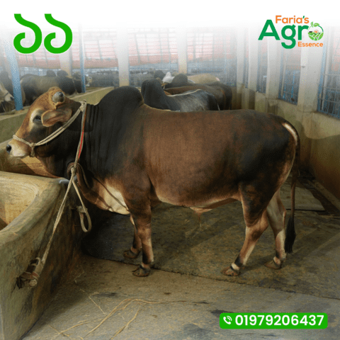 Cow-১১