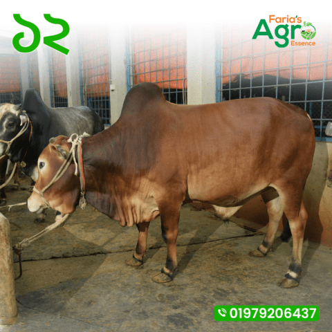 Cow-12