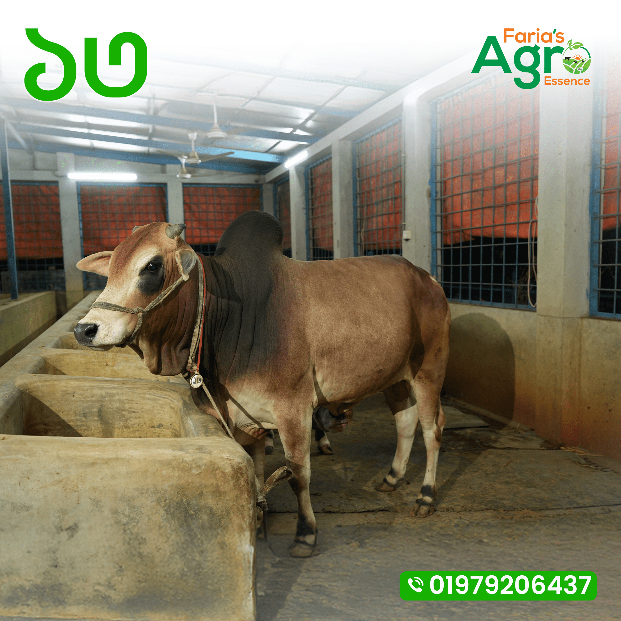 Cow-১৩