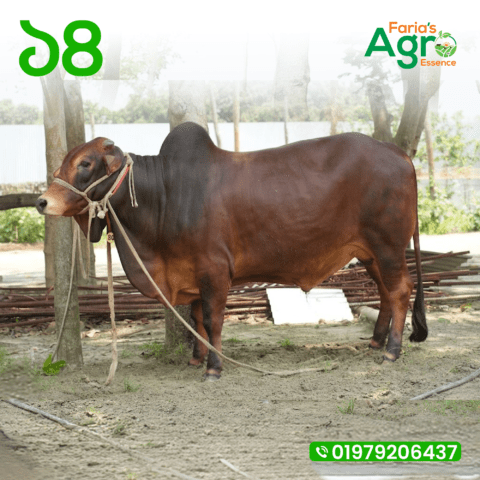 Cow-১৪