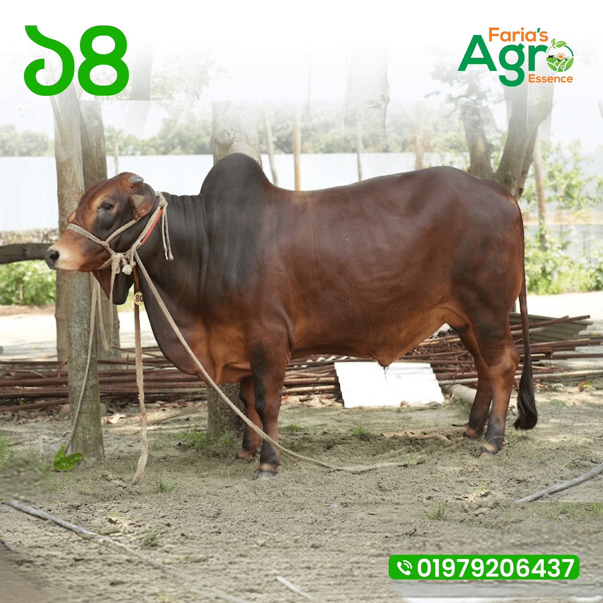 Cow-১৪