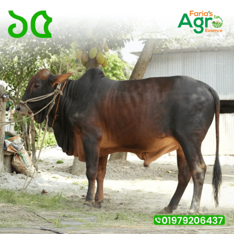 Cow-১৫