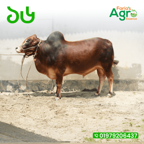 Cow-১৬