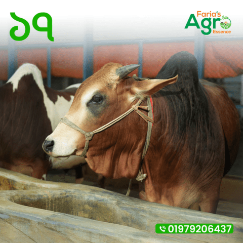 Cow-১৭