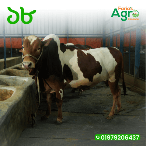Cow-১৮