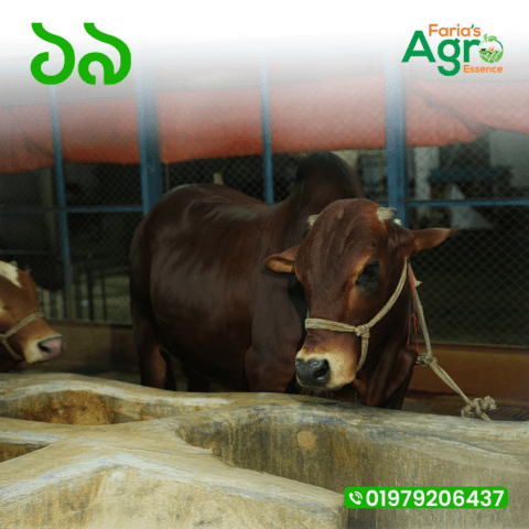 Cow-১৯