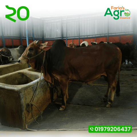 Cow-২০