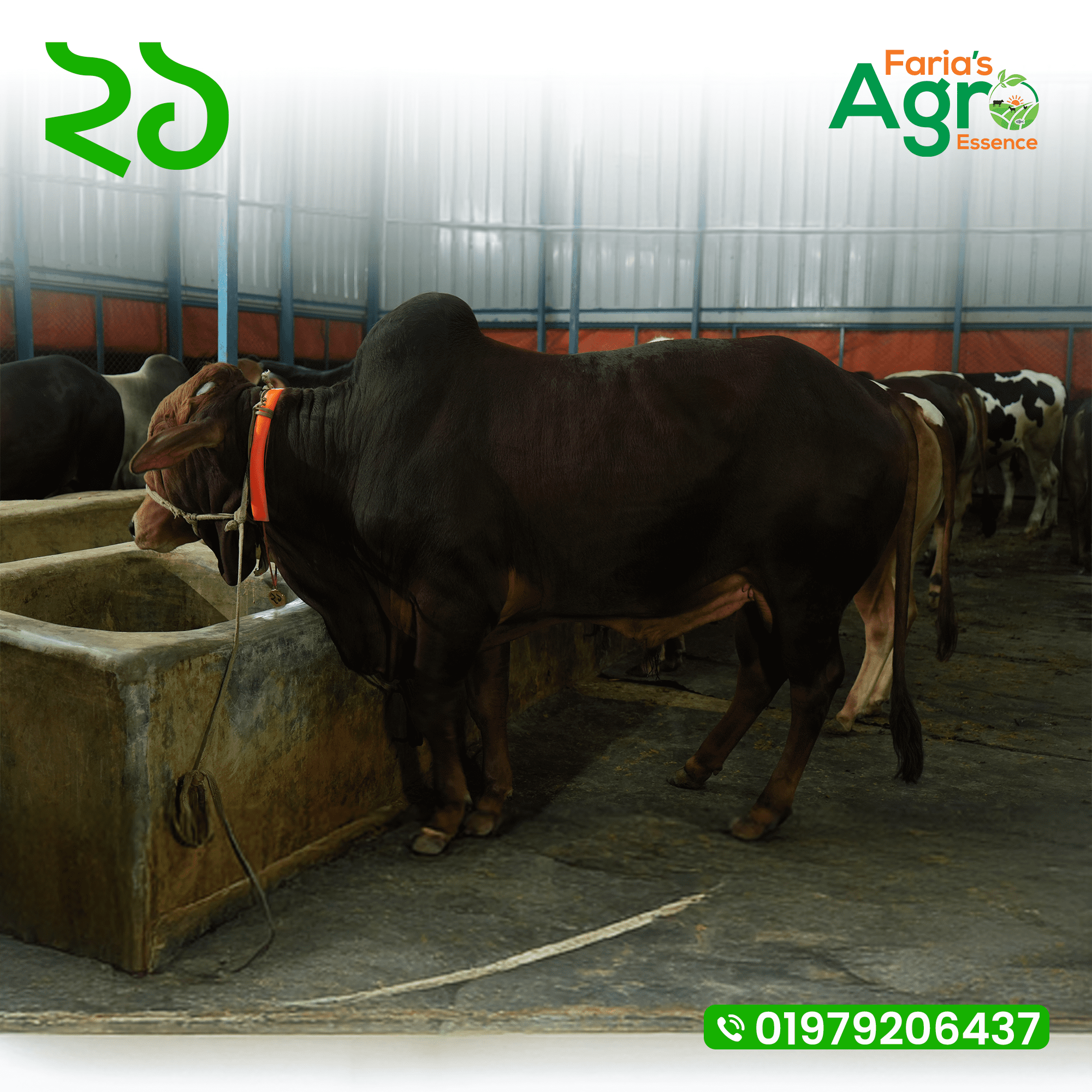 Cow-২১
