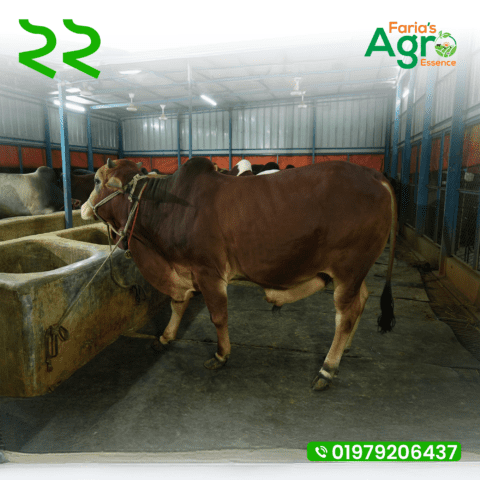 Cow-২২