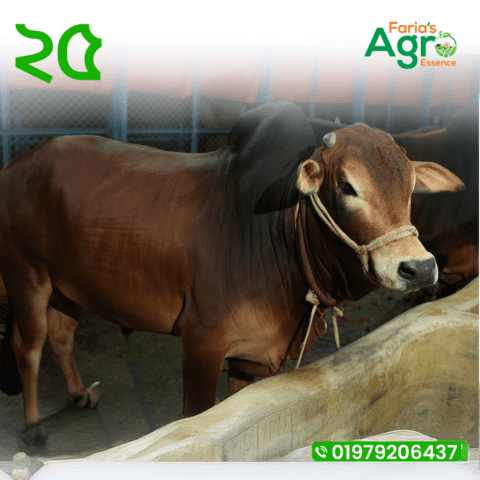 Cow-২৫