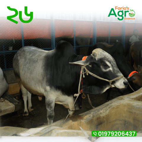 Cow-২৬