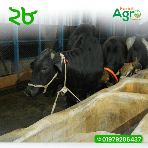 Cow-২৮