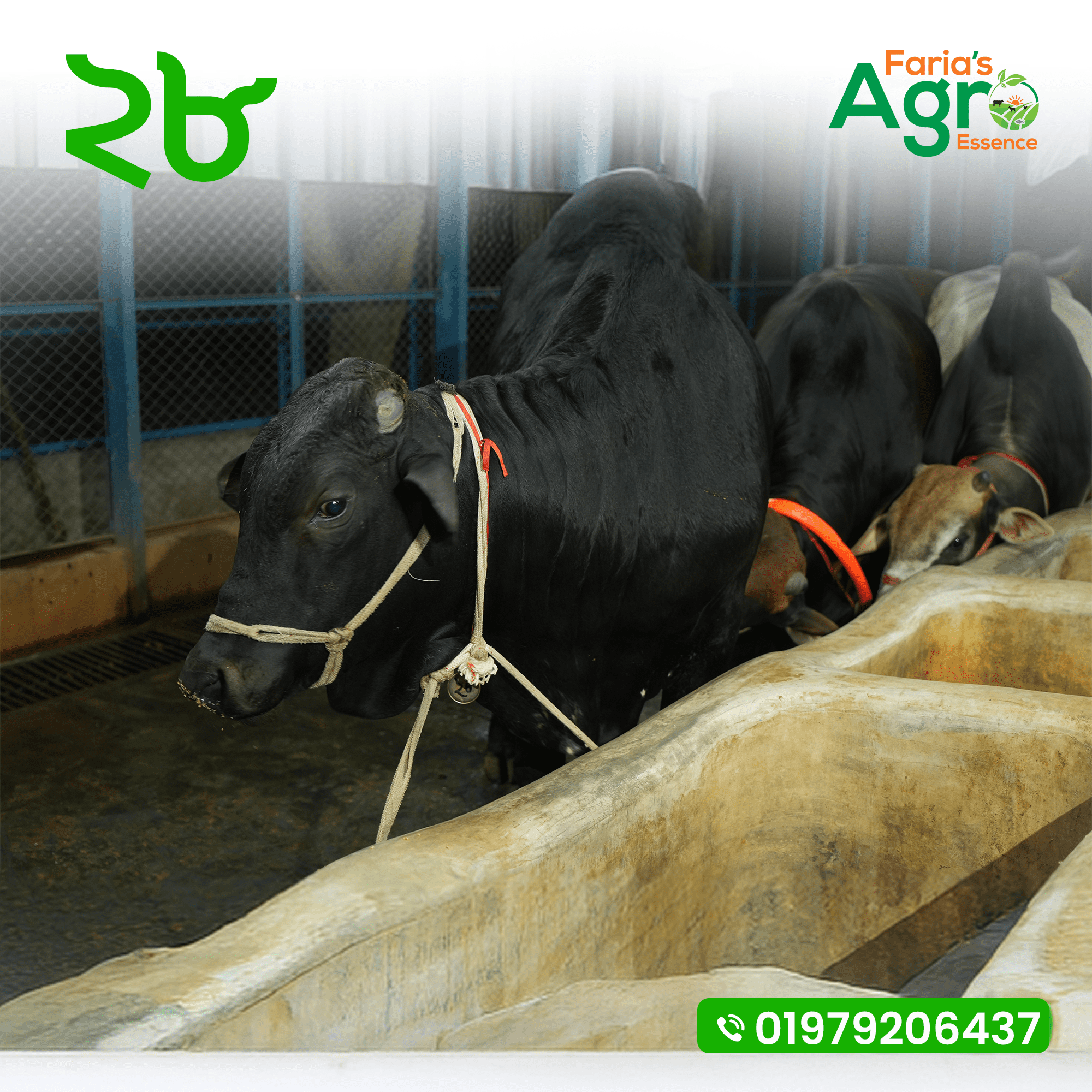 Cow-২৮