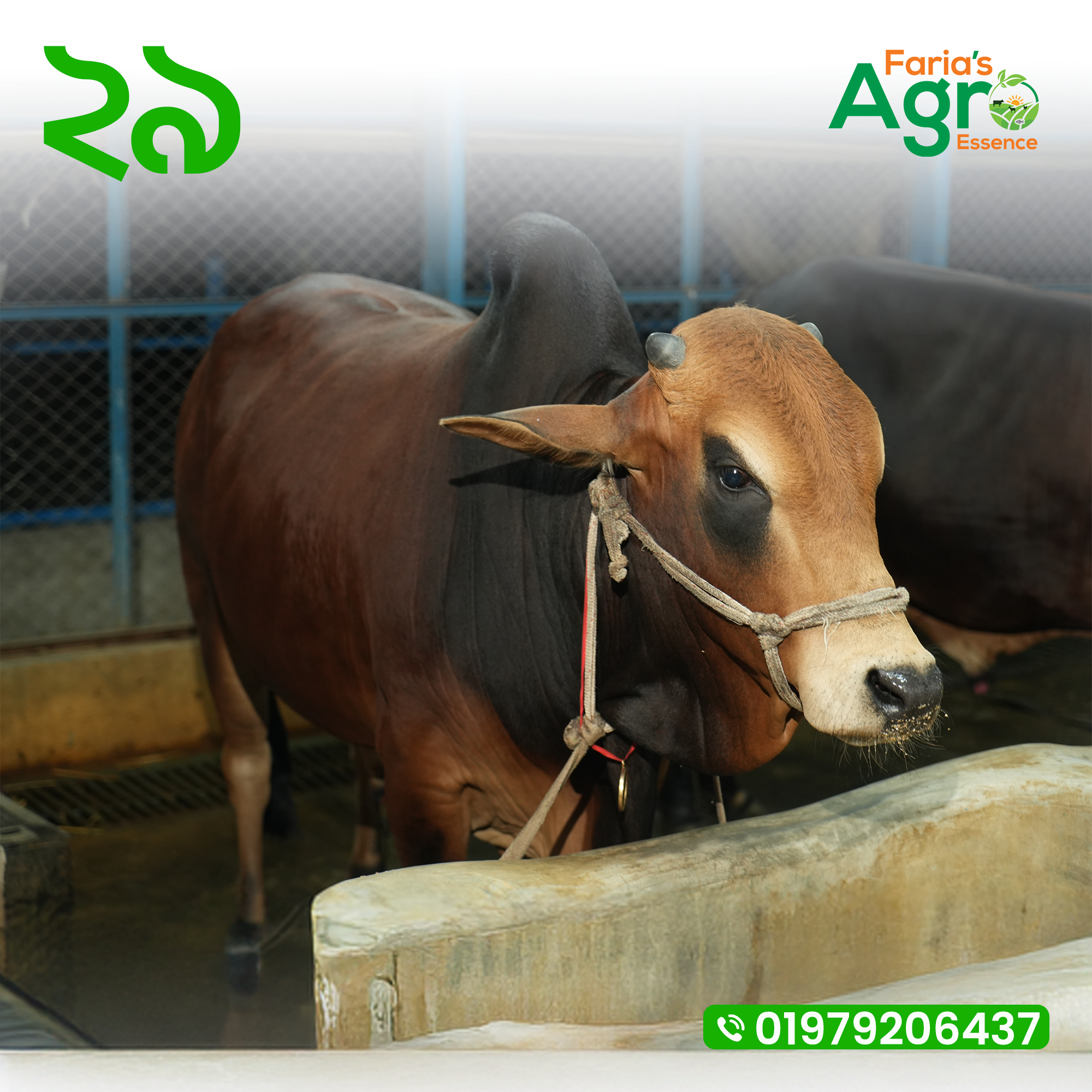 Cow-২৯