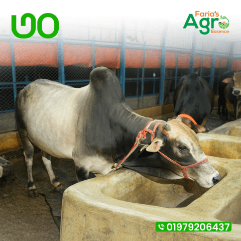 Cow-৩০