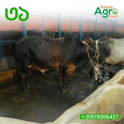 Cow-৩১