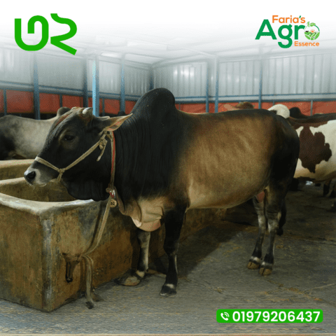 Cow-৩২